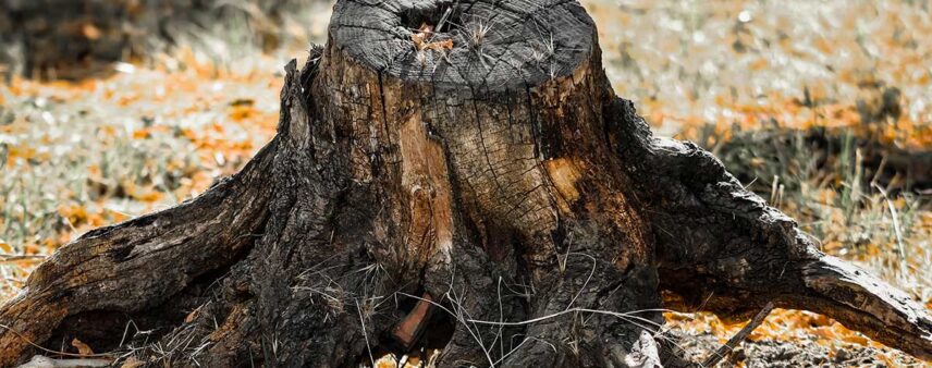 is it safe to burn a tree stump