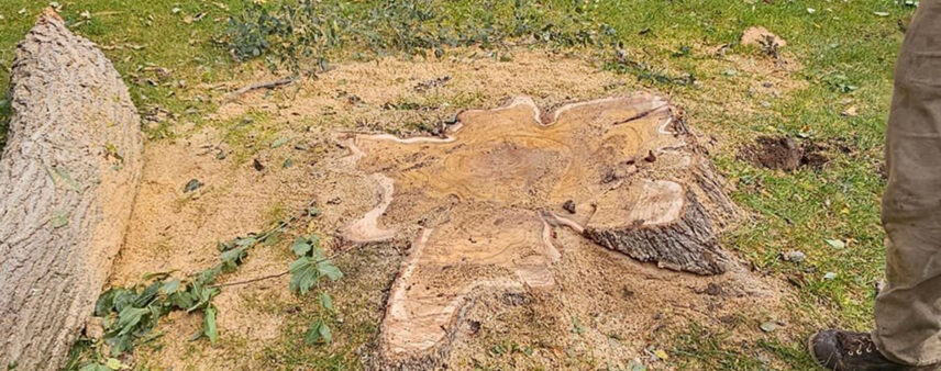what to do after stump grinding