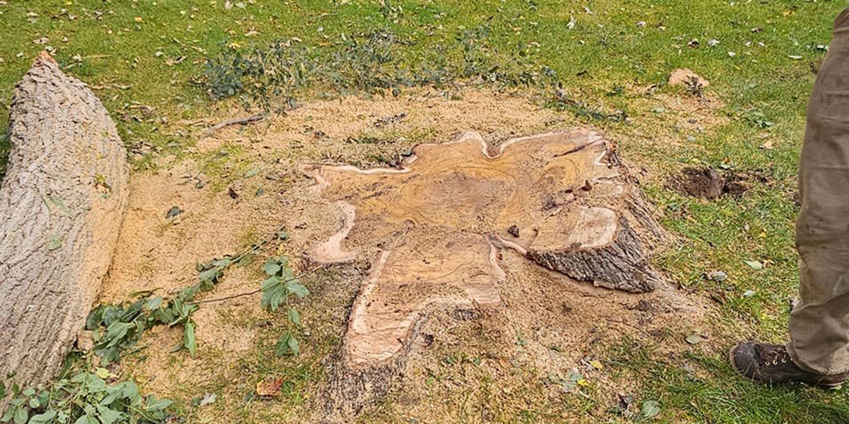 how to get rid of a tree stump