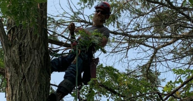 Otto Tree Service crew safely removing a dead limb from a residential Maple.