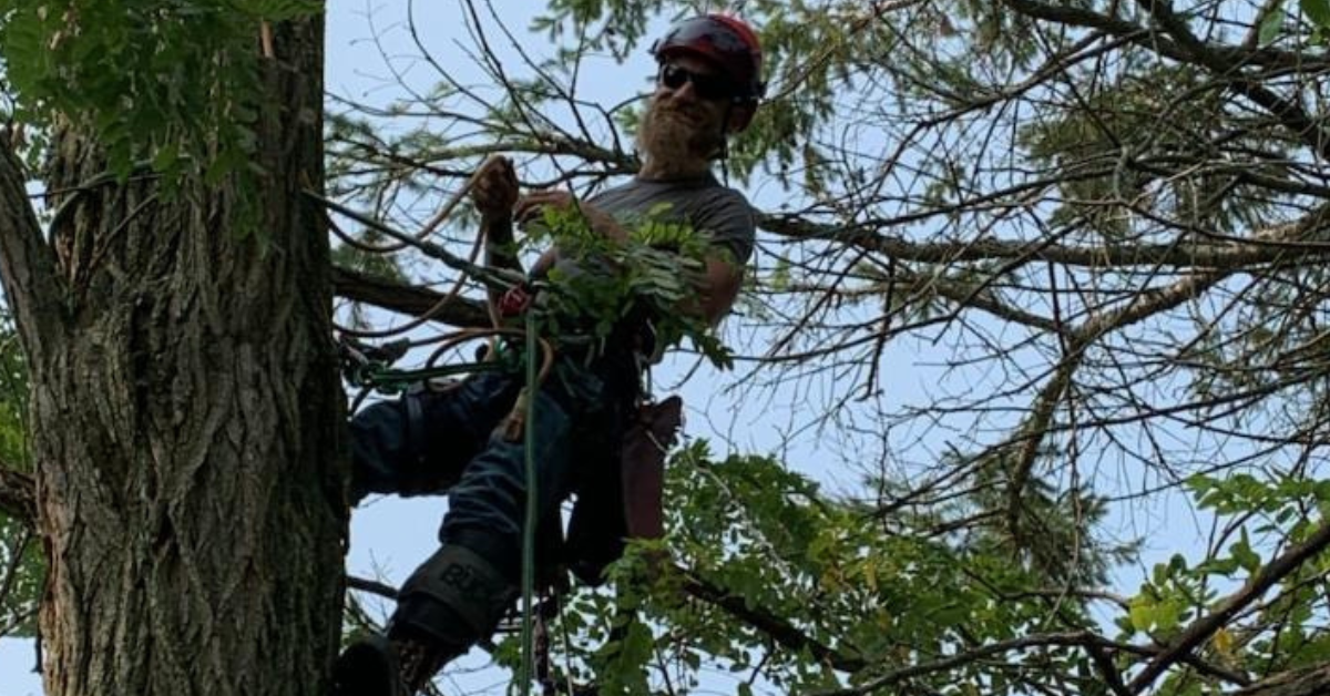Otto Tree Service crew safely removing a dead limb from a residential Maple.