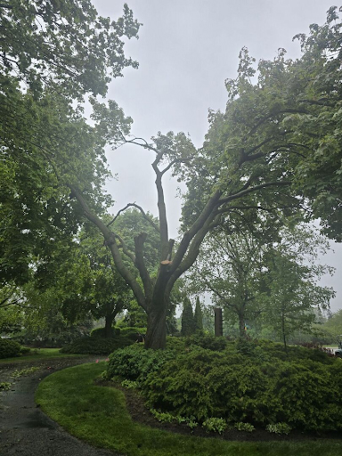 Assessing the Tree’s Condition