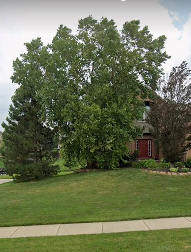 Birch Tree Trimming in Waterford