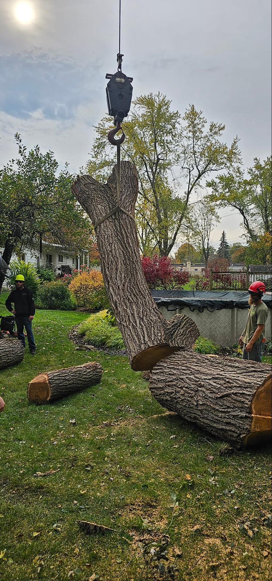 Crane-Assisted Ash Tree Removal by Otto Tree Service in Bloomfield Hills, MI 2
