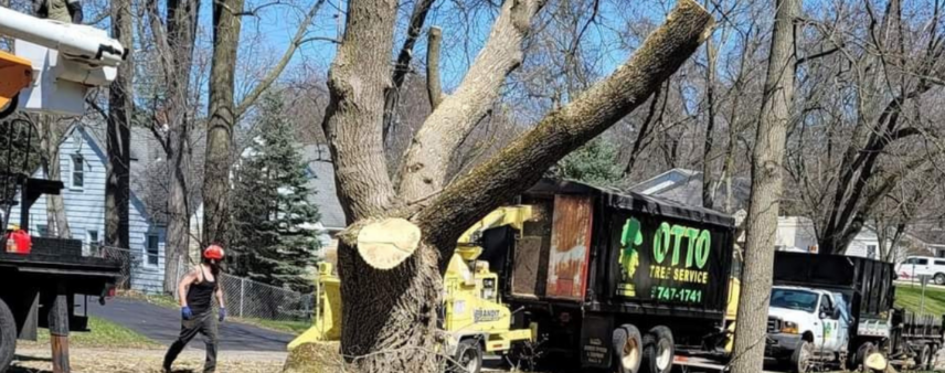 A dying Ash tree with significant canopy thinning from EAB