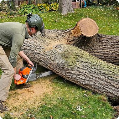 Our certified arborist dismantles the tree carefully, section by section.