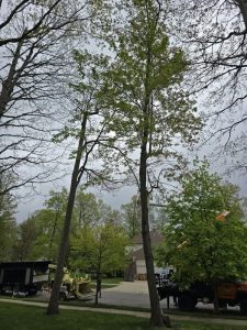 Tree removal underway in Waterford Township. Safety barriers in place, aerial equipment used to ensure precision cutting.